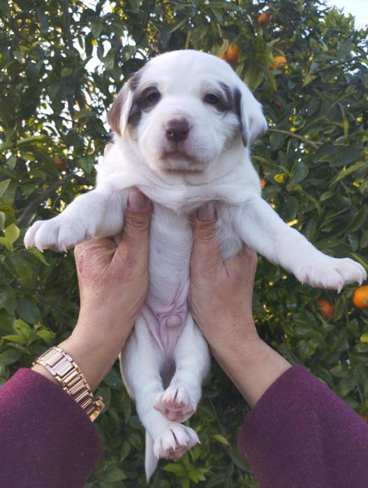 Simba para adoção muito responsável