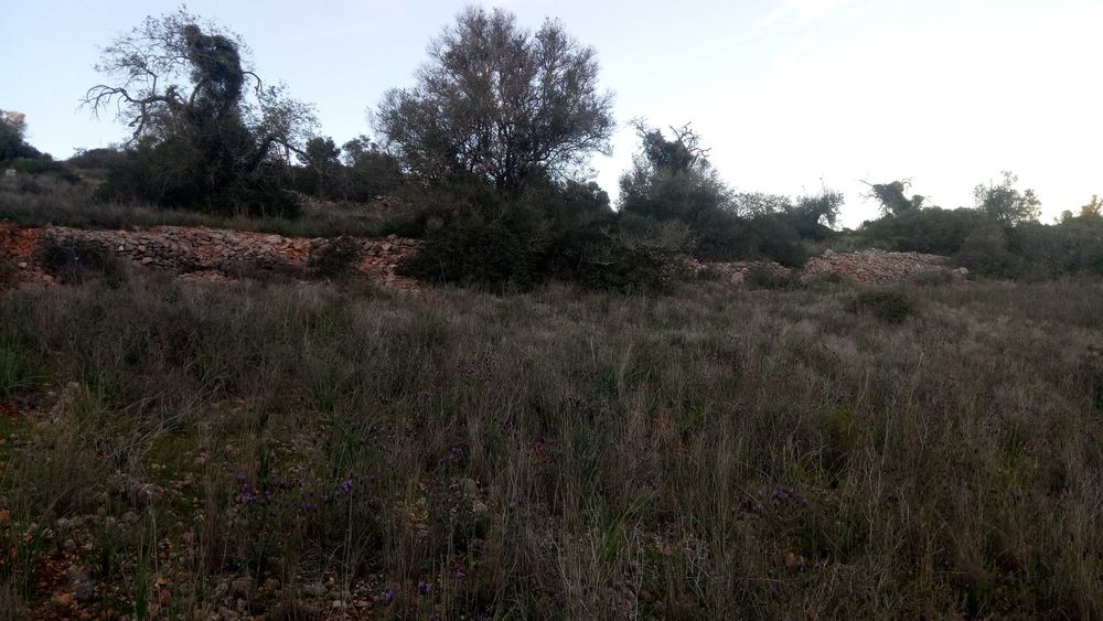 Terreno 4,6 Hect, ruína 120m2, Aldeia dos Matos, Paderne, Albufeira