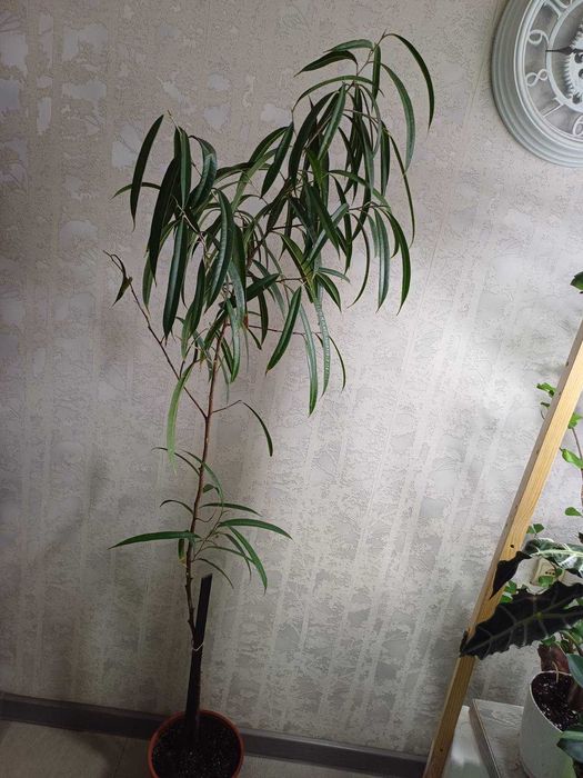 Фікус  Алі КРУПНОМІРИ Ретуза Сансевієрія