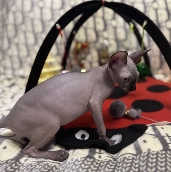 Клубные котята Канадский сфинкс