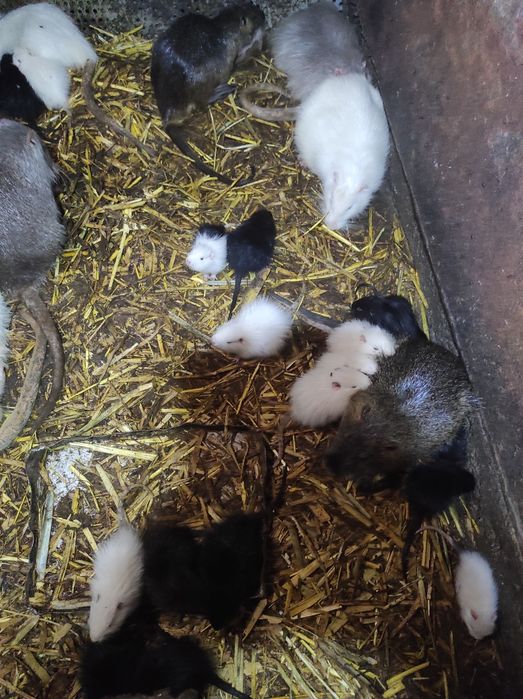 Продам сельхоз животных