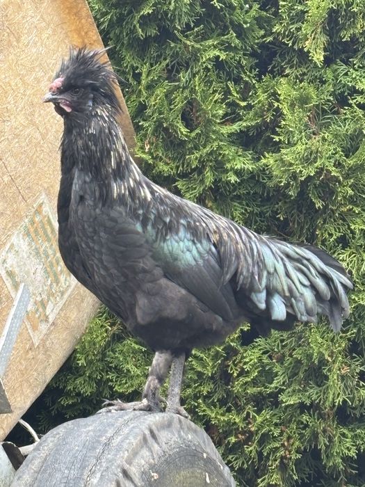 Koguty ozdobne silka lokowana i czubatka