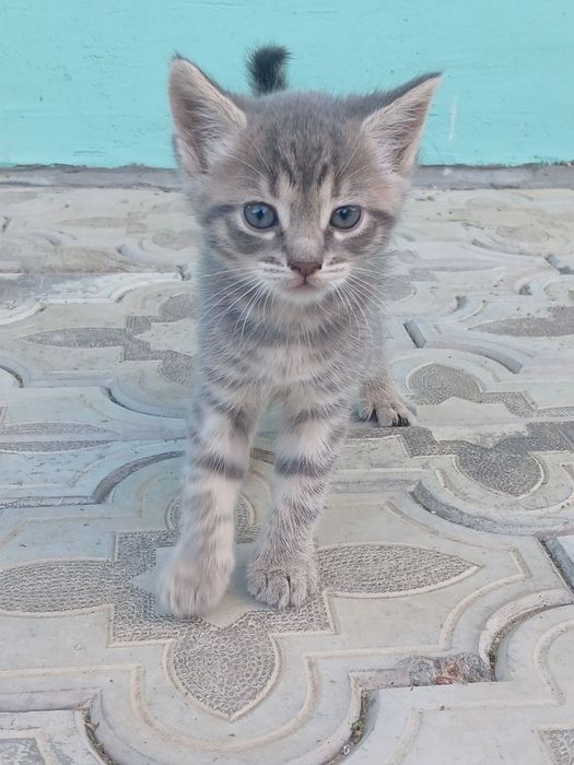 Віддам кошенят в добрі руки ( безкоштовно )