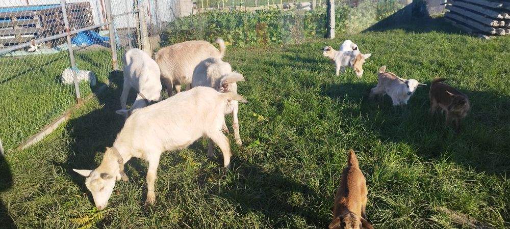 Vendo cabras  sem cornos