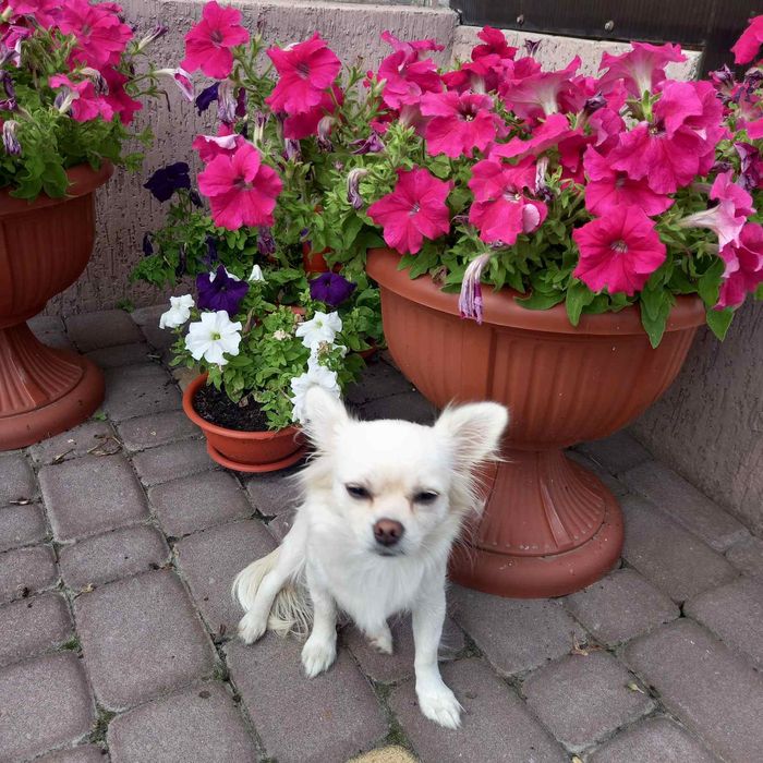 Щенки чихуахуа!!!