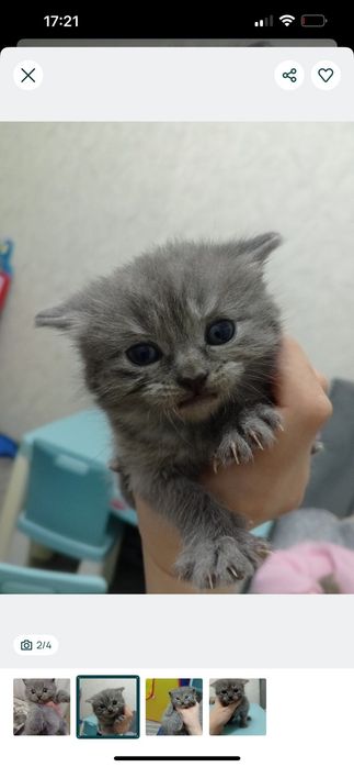 тваринки муркотунчики безкоштовно