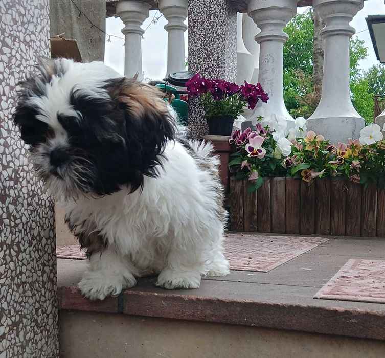 Śliczna suczka  Shih Tzu