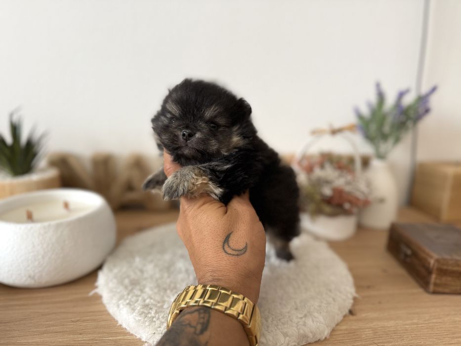 Menino lulu pomerania menino linhagem russa mini