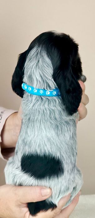 Cocker spaniel angielski Samiec blue roan