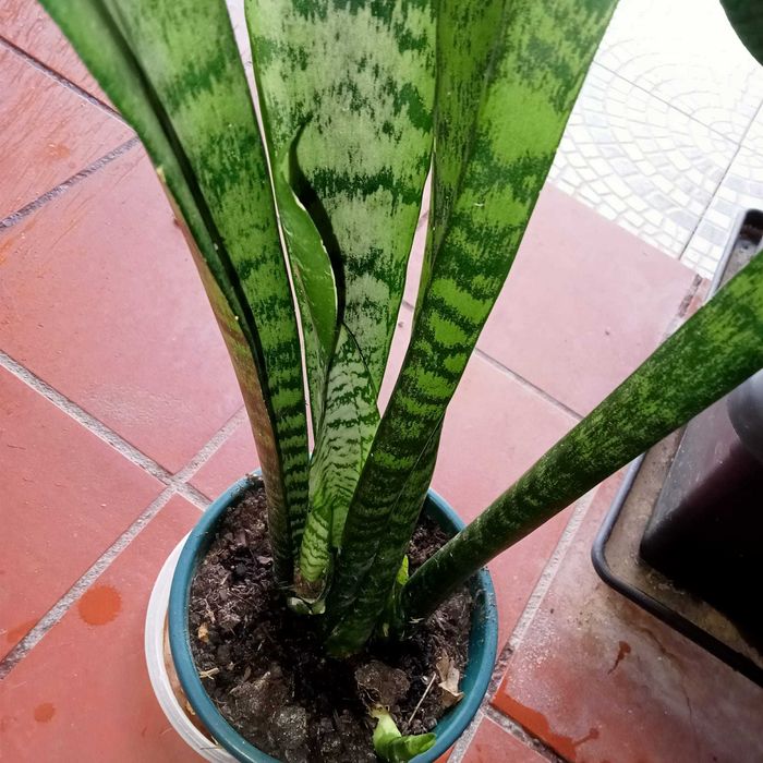 Espadas-de-São-Jorge