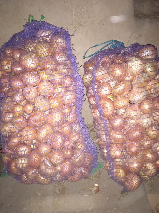 Цибуля їстівна. Морква.