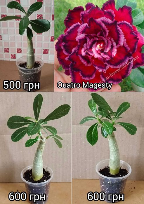 Адениум махровый привитый