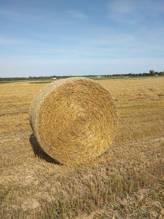 Słoma duże baloty