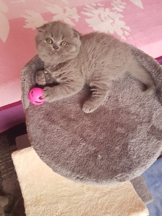 Scottish fold fêmea