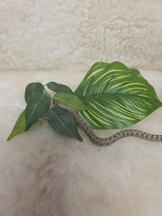 Heterodony zachodnie anaconda het. albino pos het. lavend