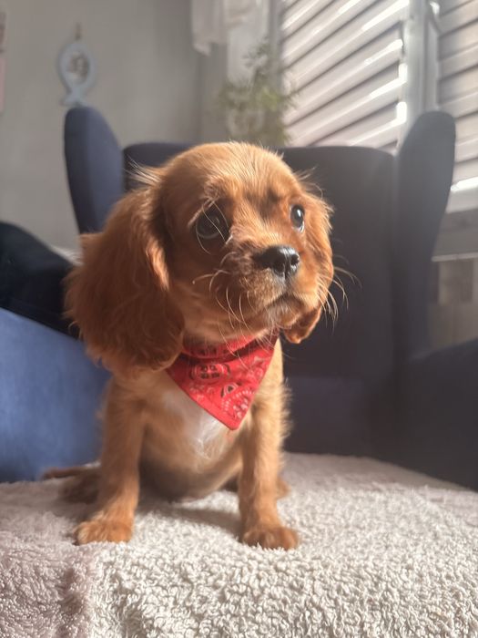 Cavalier King Charles Spaniel piesek.