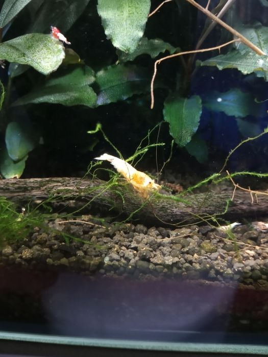 Krewetki Cardina hybrydy