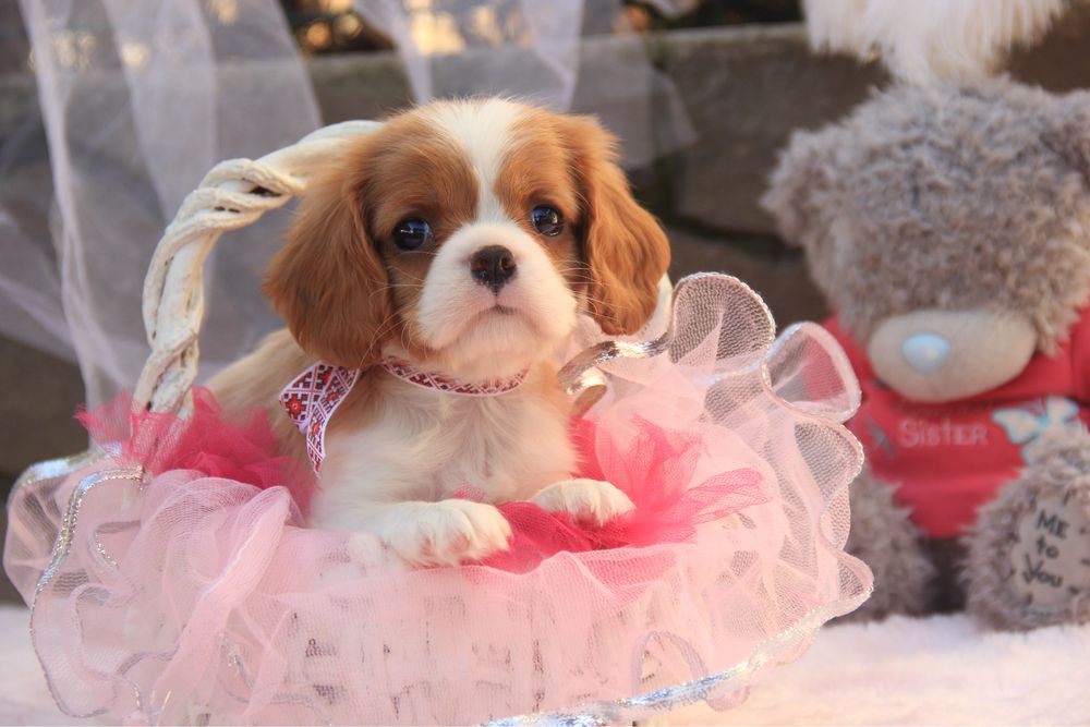 Дівчинка Кавалер Кінг чарльз спаніель