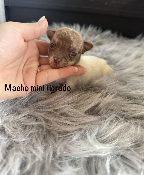 Menino Chihuahua  *lindissimo“ de bolso.