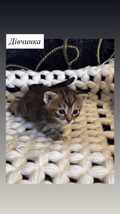 Кошеняток можна бронювати