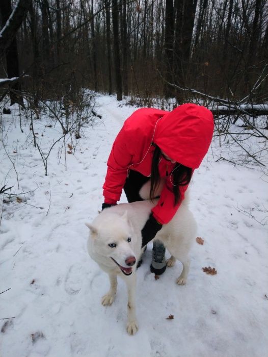 Перетримка собак .
