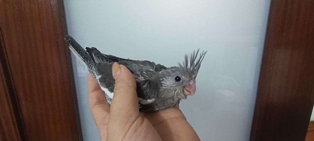 Aves para acabar de criar a mão, adultos ou domesticados.