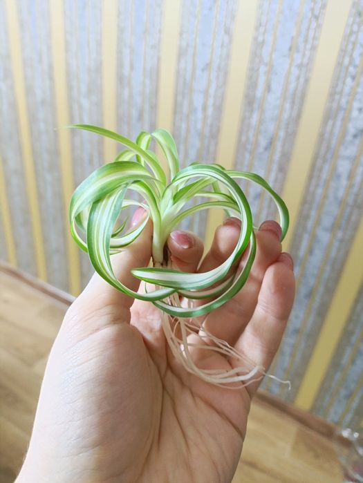 Хлорофитум Бонни детки