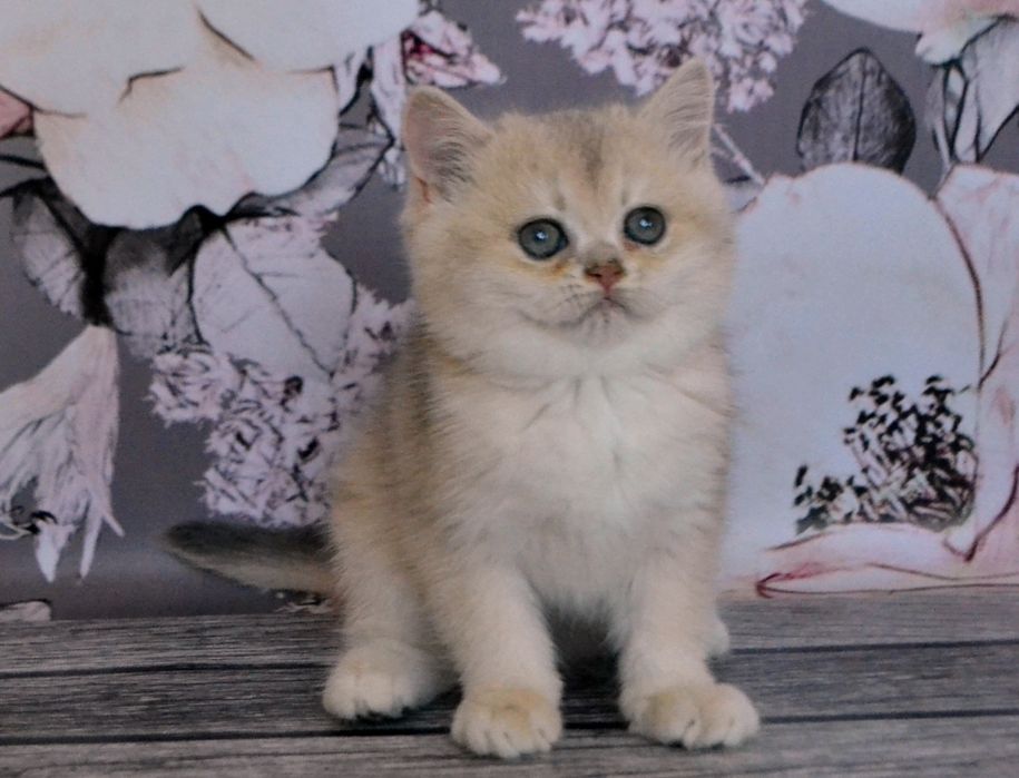 Кошенята золота блакитна шиншила