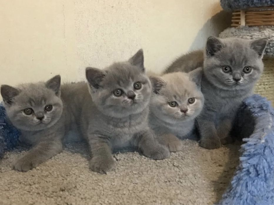 Чистокровні кошенята