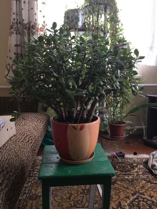 Кімнатні рослини. Вазони.