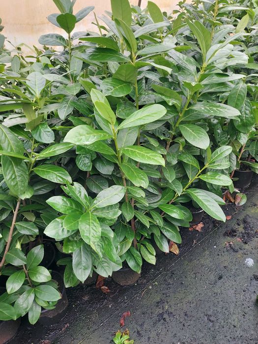 Laurowiśnia NOVITA 40-60cm Zimozielony