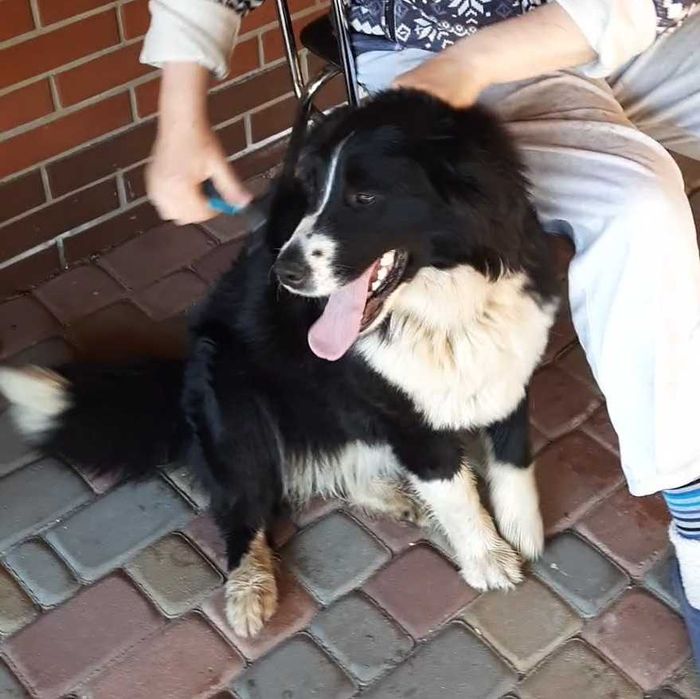 Собака в добрі руки | Добрий собака для дому та двору