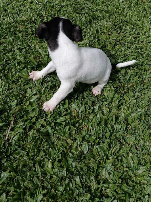 Jack Russel macho