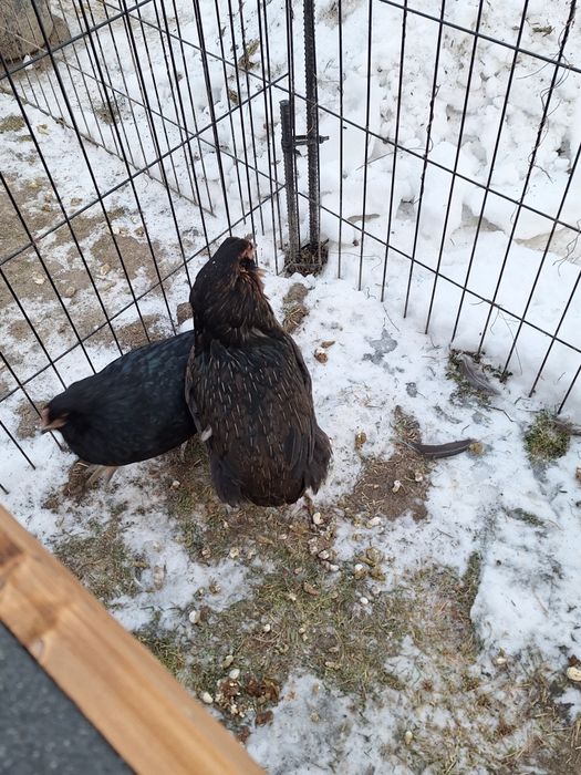 Jaja legowe kur araucany, kury araucana.