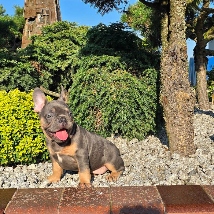Buldog Francuski śliczny Blue Tan piesek