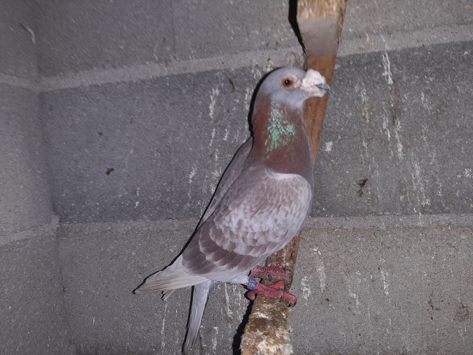 Pombos de linha antiga