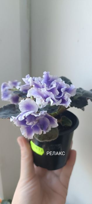 Фиалки , сенполии,  свеж лист, детки, стартеры.