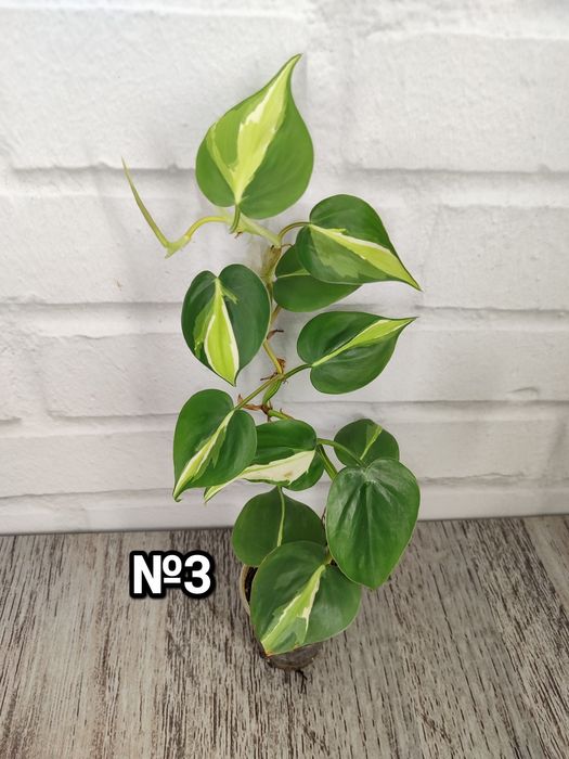 Філодендрон Бразіл, Скаденс, Лайм, Медіоптика