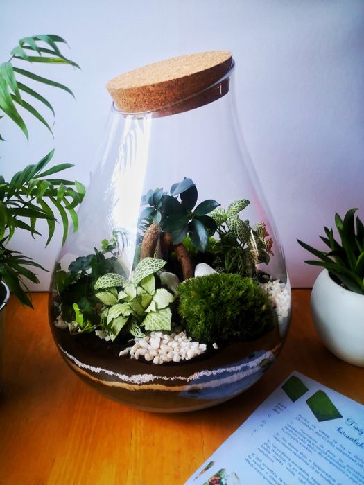 LAS W SŁOIKU - Ogród w szkle -Święta-Idealny na prezent