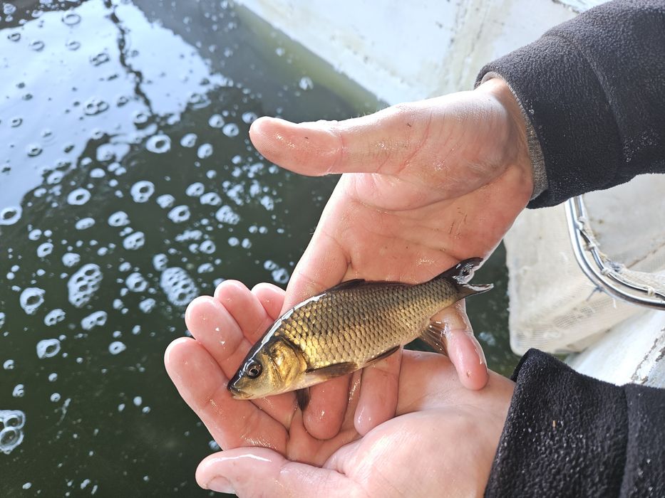 Karp Narybek Kroczek Karpia