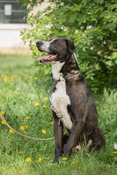Rambo mix Border Collie z TTB do domu w spokojnej okolicy do adopcji!