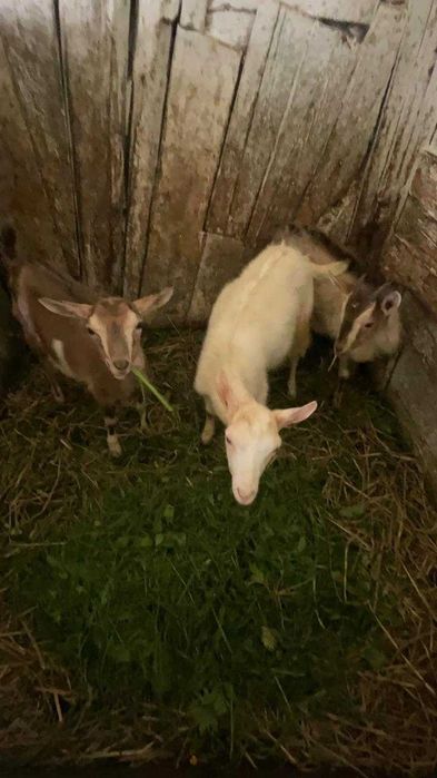 Продам козенят кізочки