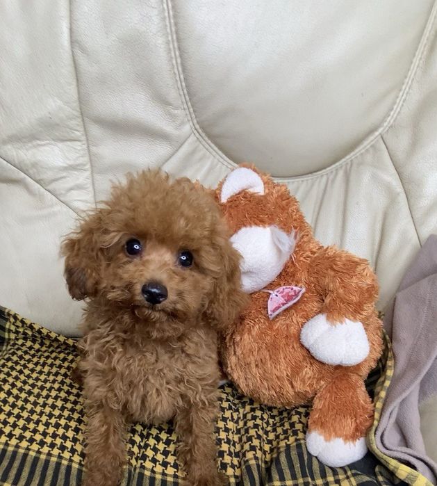 Пуделяшки Мальчики Девочки  Харьков