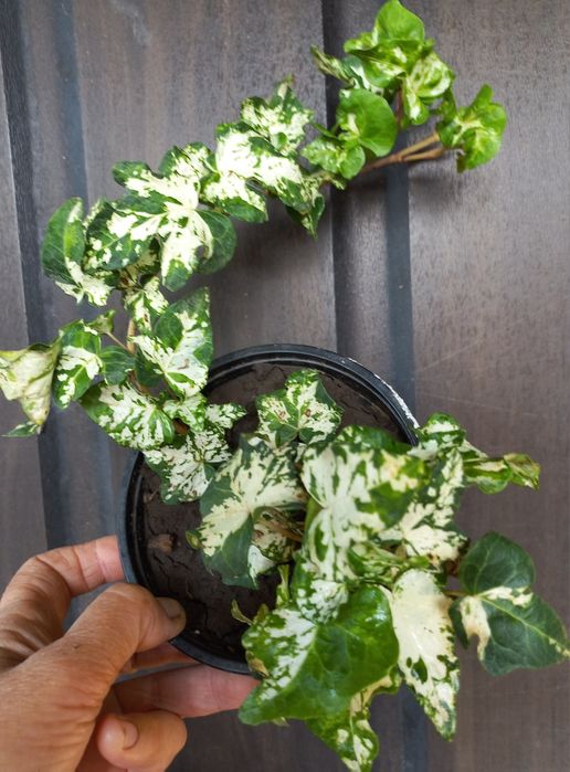 Чудовий набір плющів