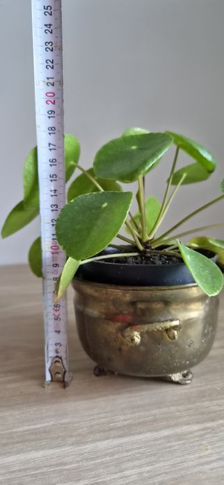 Pilea peperomiowata pieniążek kwiat doniczkowy zielone liście roślina