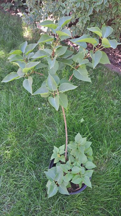 Sadzonka lilak bez fioletowy wys. 85 cm