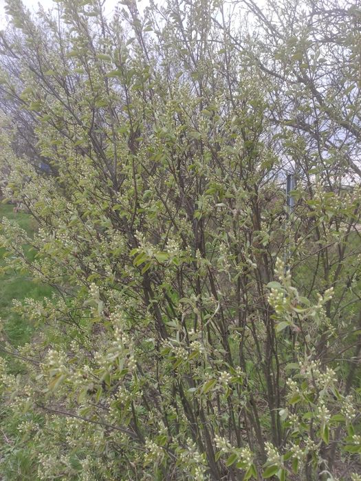 Продаються саженцы ирги