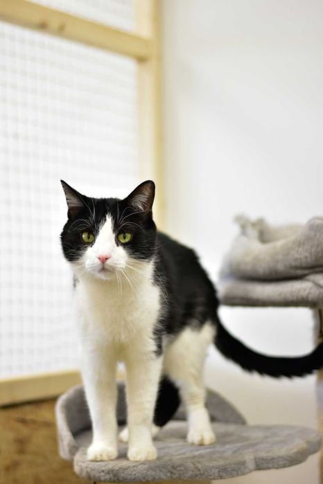 Okan - łagodny i spokojny koci indywidualista do adopcji!