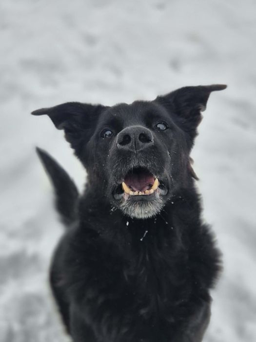 Melo szuka swojego człowieka