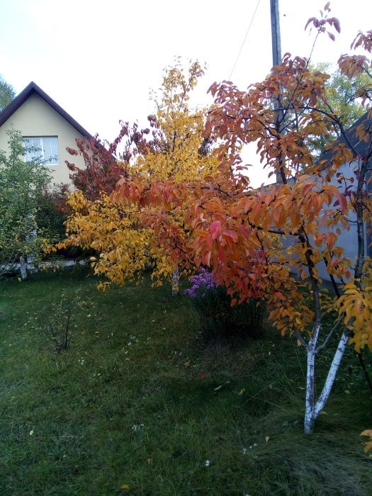 Дом в оренду. Автономное отопление и електроэнергия, от Киева 5км.